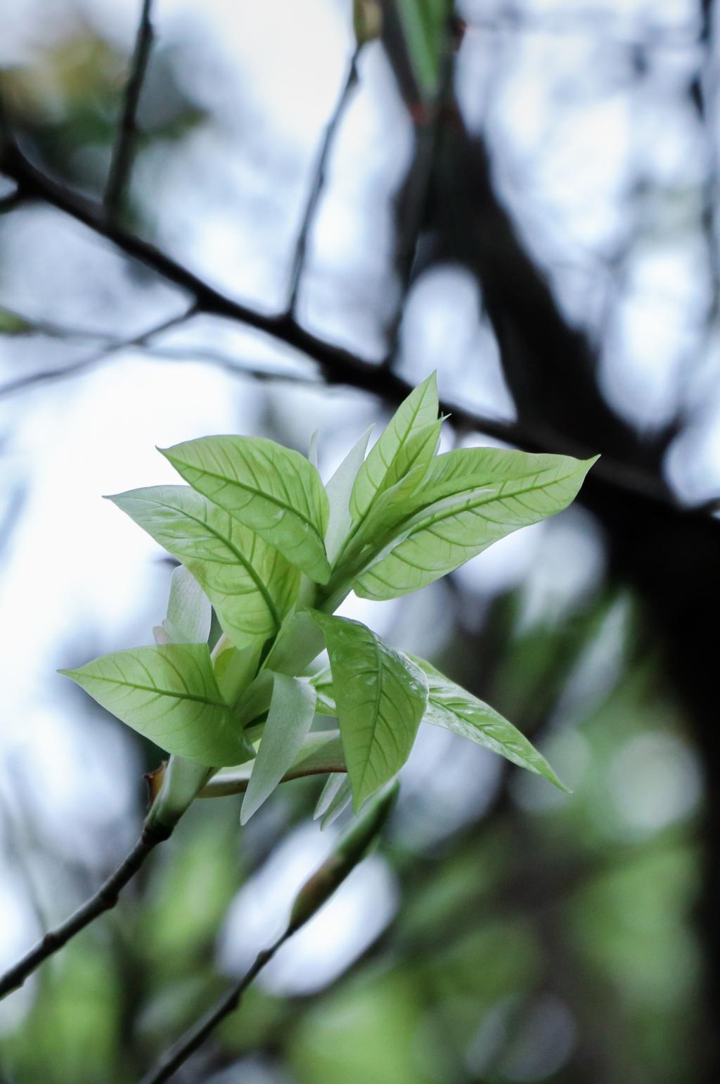 ��ҳ|�Ϲ�NG28��������Ʒ��ʵ������