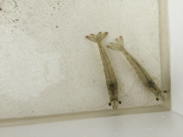 1528101479102153.jpg 1528101479102153.jpg