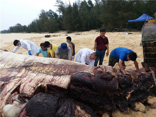 专家剥离鲸鱼皮现场.jpg 专家剥离鲸鱼皮现场.jpg