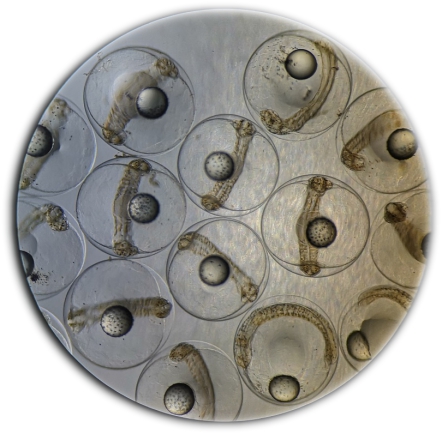 5899E3A654062A13C4119B7FE2A_9348D9B5_1FA84