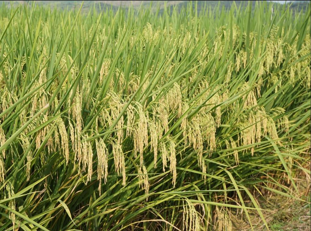 0181A8EA3704404AAD630F813E1_AB1F5E00_2F7D4