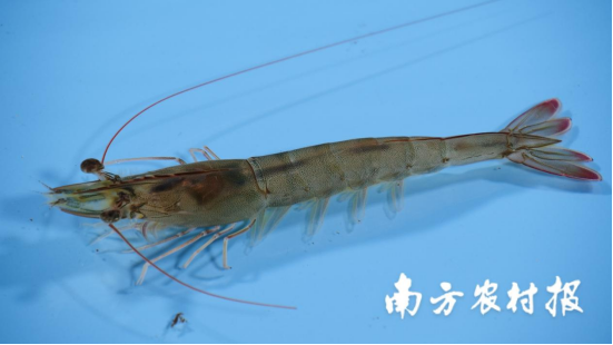 2EE1E24A79E2A4823E675B75915_2AF10506_2B404